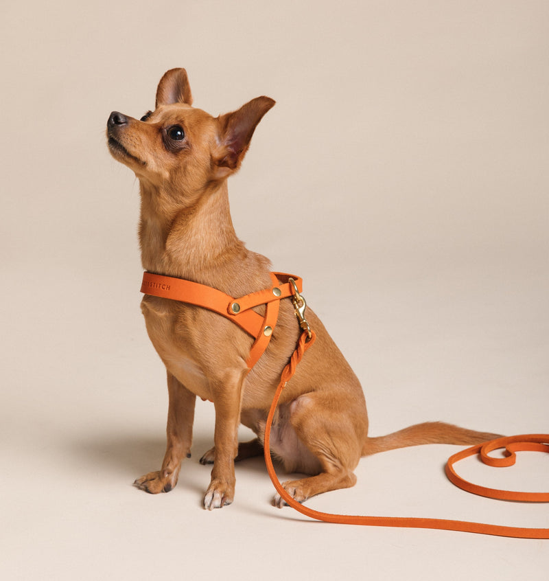 Butter Leather Dog Harness - Mango by Molly And Stitch US