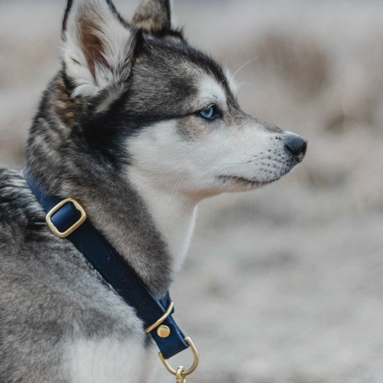 Butter Leather Retriever Dog Collar - Navy Blue by Molly And Stitch US