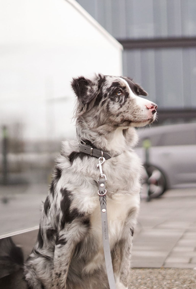 Butter Leather Dog Collar - Timeless Grey by Molly And Stitch US